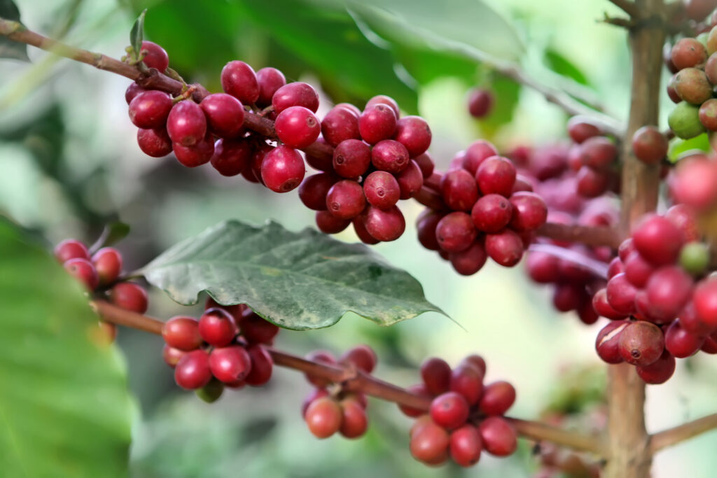 coffee-beans-growing-on-a-tree
